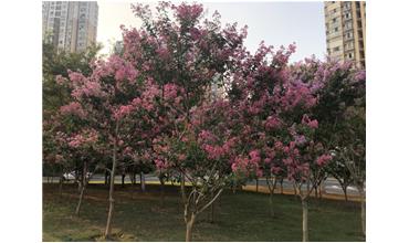 夏秋季節(jié)，錫城首次驚現(xiàn)紫薇花開美景